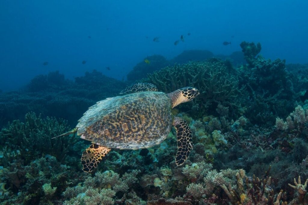 Diving In Vanuatu – From Awesome Wrecks To Remarkable Reefs - Truly Pacific